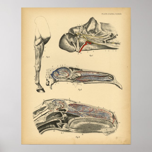 Horse Head Anatomy 1908 Vintage Print Poster (Framsidan)