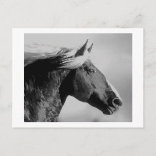 Horse Head Black & White Vykort