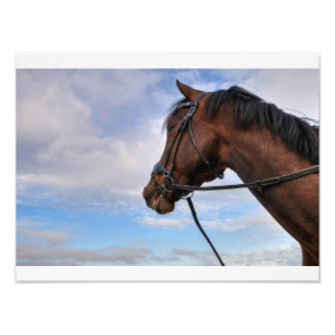 Horse Head Fototryck