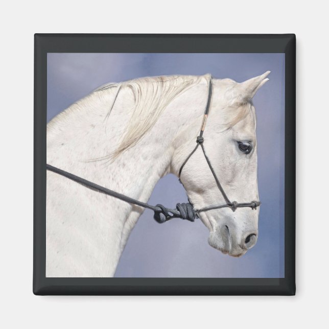 Horse Head Magnet (Framsidan)