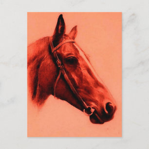 Horse Head Vykort