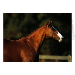 Horse Headshot Hälsningskort