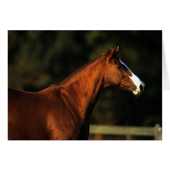 Horse Headshot Hälsningskort (Framsidan Horizontal)
