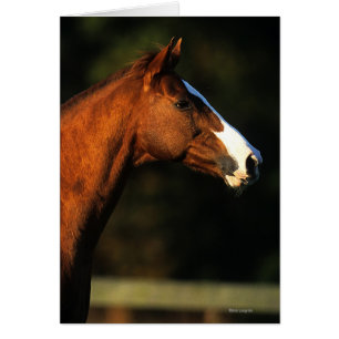 Horse Headshot Hälsningskort