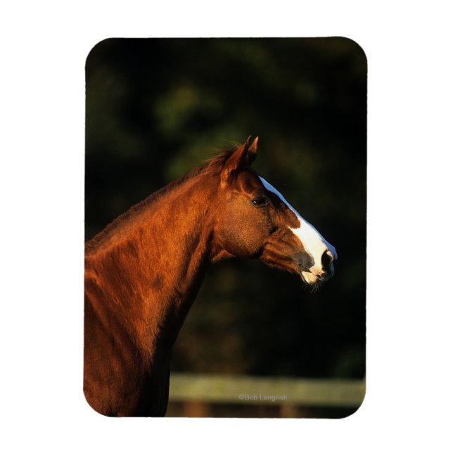 Horse Headshot Magnet (Vertikal)