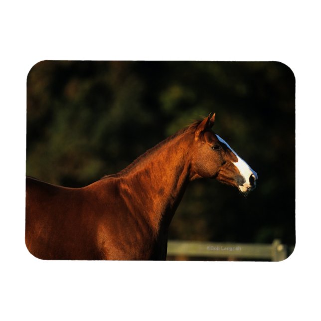 Horse Headshot Magnet (Horisontell)