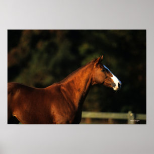 Horse Headshot Poster