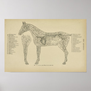 Horse Heart Arteries Anatomy Veterinary Print Poster