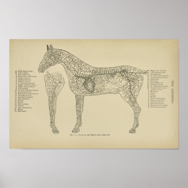 Horse Heart Arteries Anatomy Veterinary Print Poster (Framsidan)