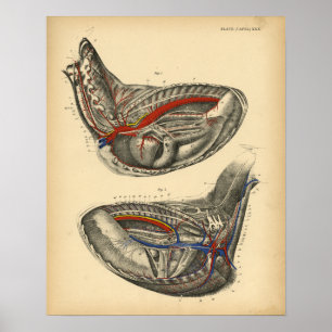 Horse Heart Chest Anatomy 1908 Vintage Print Poster