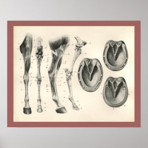 Horse Hoof Leg Bones Muscle Anatomy Print Poster