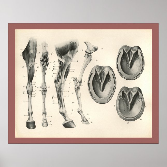 Horse Hoof Leg Bones Muscle Anatomy Print Poster (Framsidan)