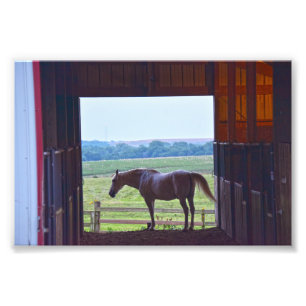 Horse in a Stable, Missouri Fototryck