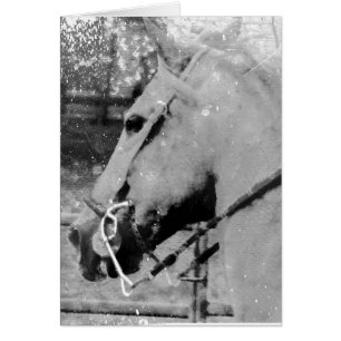 Horse in Black and White Hälsningskort