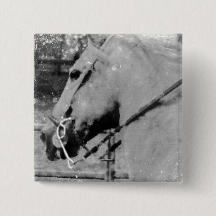 Horse in Black and White Knapp