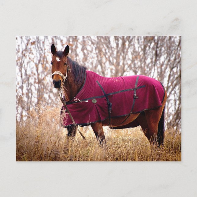 Horse in Burgundy Blanket Autumn Nature Postcard Helg Vykort (Framsida)