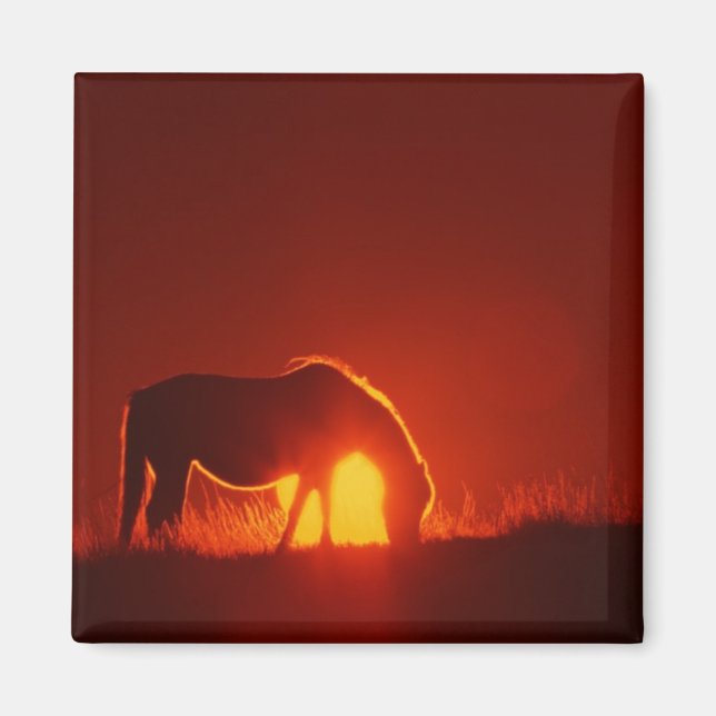 Horse in Red Sunset Magnet (Framsidan)