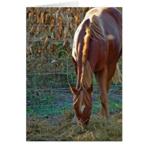 Horse in Sunset Hälsningskort