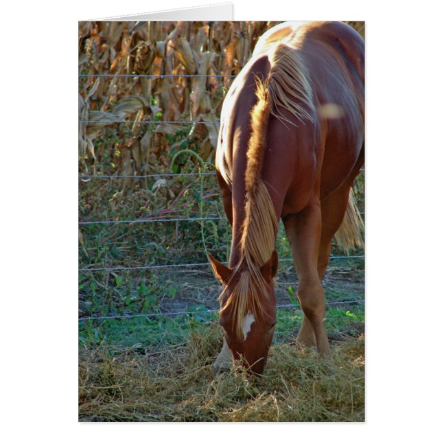 Horse in Sunset Hälsningskort (Framsidan)