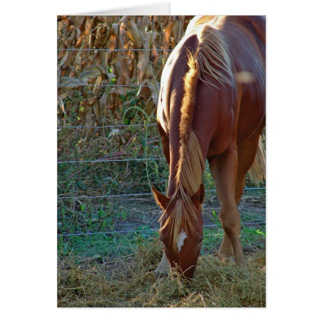 Horse in Sunset Hälsningskort (Framsidan)
