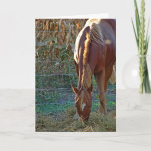 Horse in Sunset Kort