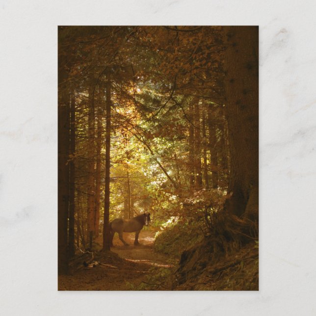Horse in the Magic Lit Forest Vykort (Framsida)