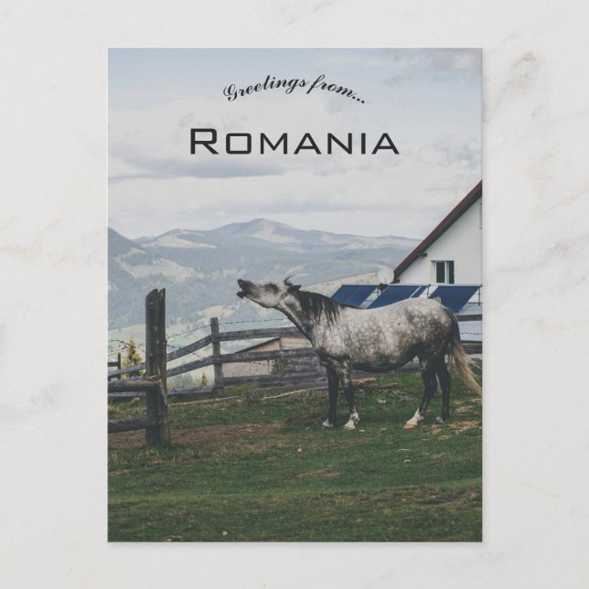 Horse in Vatra Dornei Romania Vykort (Framsida)