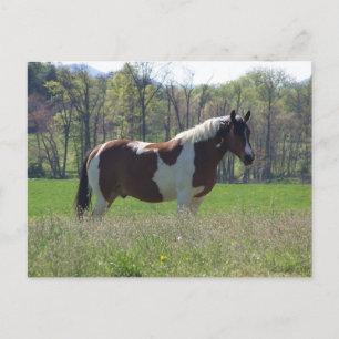 Horse in Wildblommor Postcard Vykort