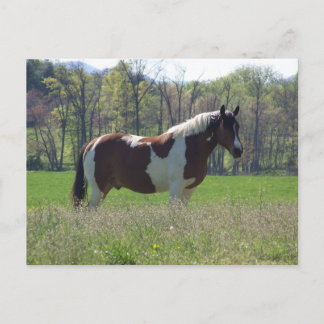 Horse in Wildblommor Postcard Vykort