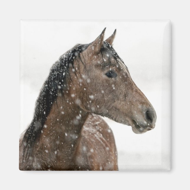 Horse in Winter Magnet (Framsidan)