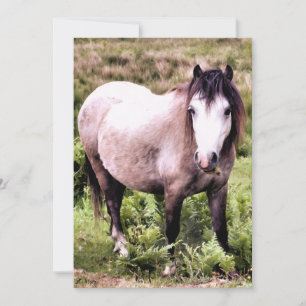 HORSE-INBJUDANDE
