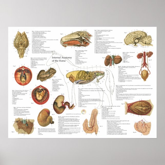 Horse Internal Anatomy Chart 18 tum x 24 tum Poster (Framsidan)
