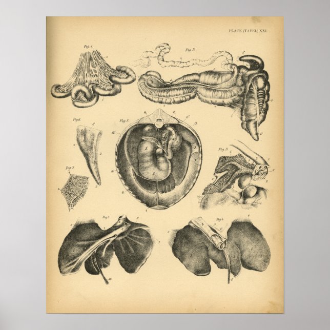 Horse Internal Organs Anatomy 1908 Vintage Print Poster (Framsidan)