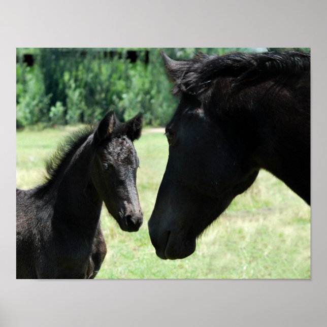 Horse kärlek mamma och baby poster (Framsidan)