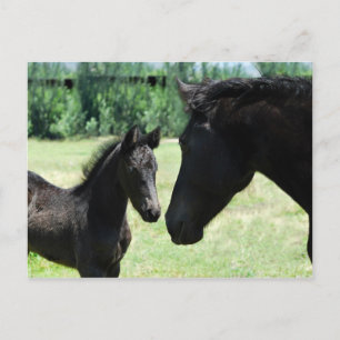 Horse kärlek mamma och baby vykort