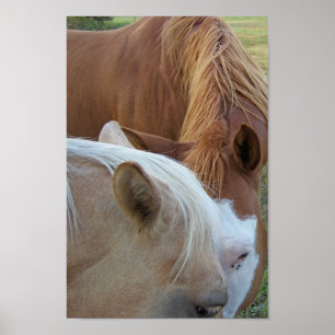 Horse Kärlek Poster