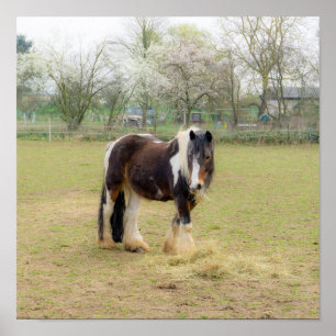 Horse kärlek - söt Tinker Poster