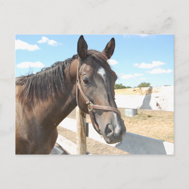 Horse Kärlek Vykort (Framsida)