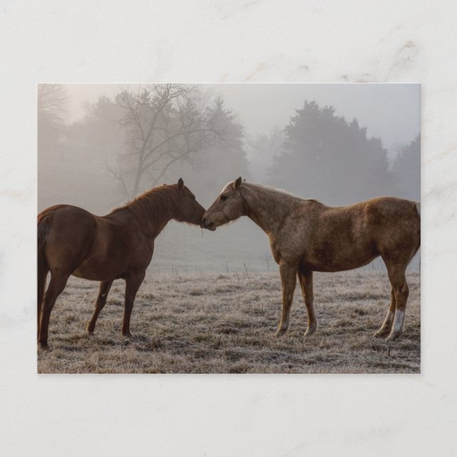Horse Kärlek Vykort (Framsida)