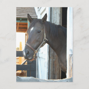 Horse Kärlek Vykort