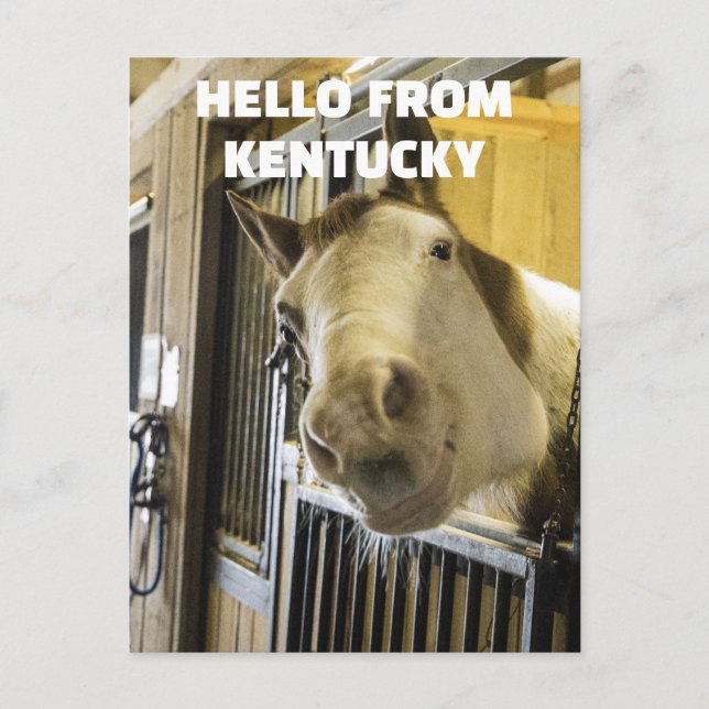 HORSE KENTUCKY FUNNY POSTCARD VYKORT (Framsida)