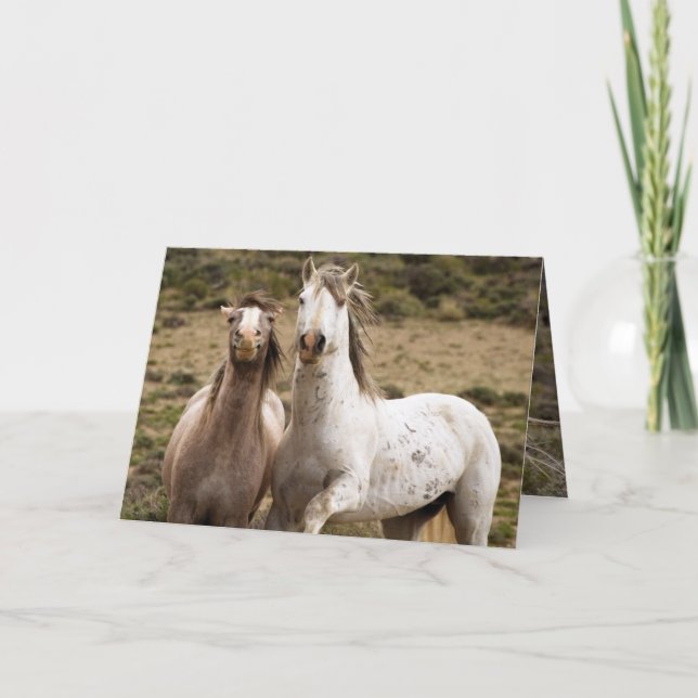 Horse Laugh Vild Horse Greeting Card Kort (Framsida)