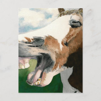 Horse Laugh Vykort