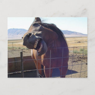 Horse Laughing Vykort