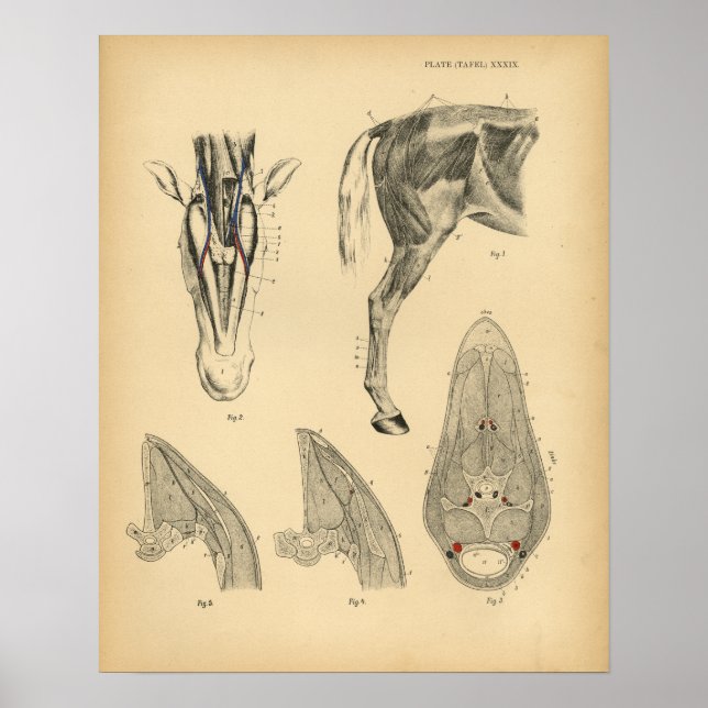 Horse Leg Muscle Anatomy 1908 Vintage Skriv ut Poster (Framsidan)