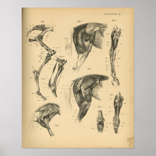 Horse Leg Muscles Anatomy 1908 Vintage Print Poster