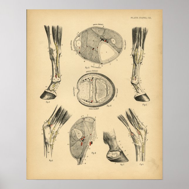 Horse Leg Tendons Anatomy 1908 Vintage Print Poster (Framsidan)