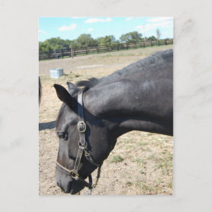 Horse Lover Vykort