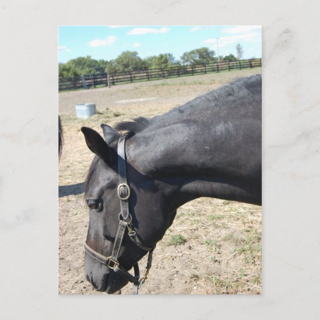 Horse Lover Vykort (Framsida)