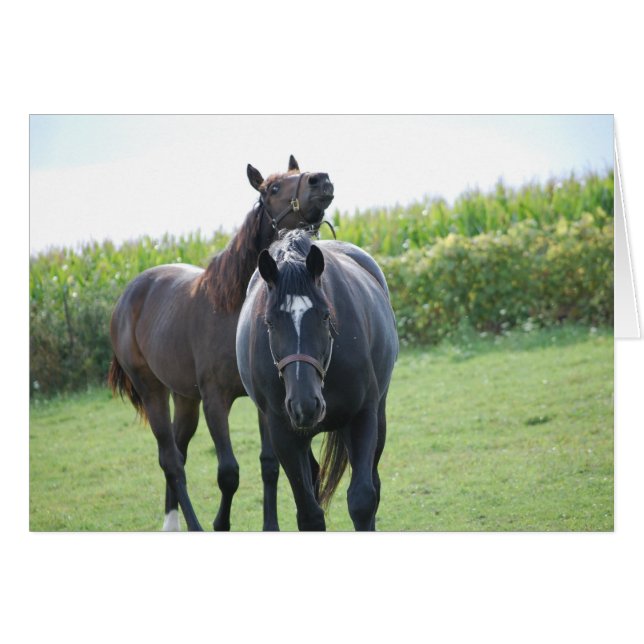 Horse Lovers Hälsningskort (Framsidan Horizontal)